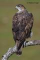 Aguila perdicera (Aquila fasciata)