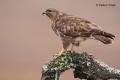 Ratonero común  (Buteo buteo)