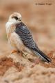 Cernicalo patirrojo (Falco vespertinus)