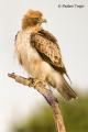 Aguila calzada (Hieraaetus pennatus)