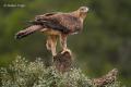 Aguila perdicera (Aquila fasciata)