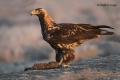 Águila imperial Ibérica (Aquila adalberti)