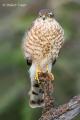 Gavilán (Accipiter nisus)