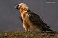 Quebrantahuesos (Gypaetus barbatus)