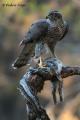 Azor (Accipiter gentilis)