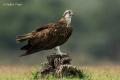 Aguila pescadora (Pandion haliaetus)