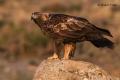 Águila real (Aguila chrysaetos)