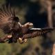 Descripción: B) Aguila imperial ibérica