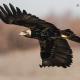 Descripción: G) Aguila imperial ibérica