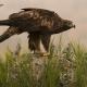 Descripción: Águila real (Aguila chrysaetos)