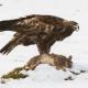 Águila real (Aguila chrysaetos)