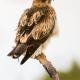 Descripción: Aguila calzada (Hieraaetus pennatus)
