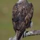Descripción: Aguila perdicera (Aquila fasciata)