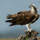 Aguila pescadora (Pandion haliaetus)