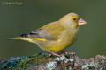 Verderon común (Carduelis chloris)