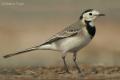 Lavandera blanca (Motacilla alba)