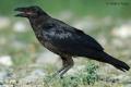 Cuervo (Corvus corax)