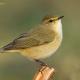 Descripción: Mosquitero común (Phylloscopus collybita)