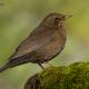 Descripción: Mirlo común (Turdus merula)