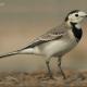 Descripción: Lavandera blanca (Motacilla alba)