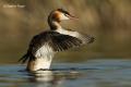 Somormujo lavando (Podiceps cristatus)