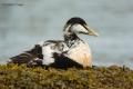 Eider común (Somateria mollissima)