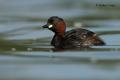 Zampullin chico ( Tachybaptus ruficollis )