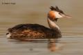 Somormujo lavando (Podiceps cristatus)