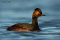 Zampullin cuellinegro (Podiceps nigricollis)