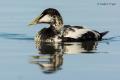 Eider común (Somateria mollissima)