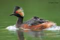 Zampullin cuellinegro (Podiceps nigricollis)