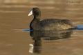 Focha cornuda (Fulica cristata)