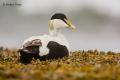 Eider común (Somateria mollissima)