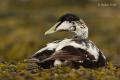 Eider común (Somateria mollissima)