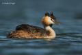 Somormujo lavando (Podiceps cristatus)