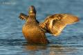 Eider común (Somateria mollissima)