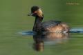 Zampullin cuellinegro (Podiceps nigricollis)