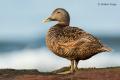 Eider común (Somateria mollissima)