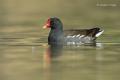 Polla de agua (Gallinula chloropus)