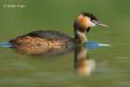 Somormujo lavando (Podiceps cristatus)