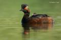 Zampullin cuellinegro (Podiceps nigricollis)