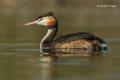 Somormujo lavando (Podiceps cristatus)