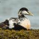 Eider común (Somateria mollissima)