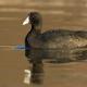 Descripción: Focha cornuda (Fulica cristata)