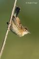 Buitron (Cisticola juncidis)