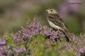 Bisbita arbóreo (Anthus trivialis)