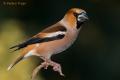 Picogordo (Coccothraustes coccothraustes)