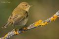 Mosquitero común (Phylloscopus collybita)