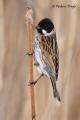 Escribano palustre (Emberiza schoeniclus)