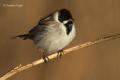 Escribano palustre (Emberiza schoeniclus)